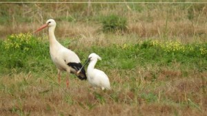 Fenicotteri su Punta Alice, continua lo spettacolare passaggio sui cieli di Cirò Marina2