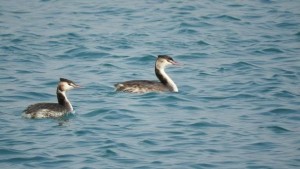 Fenicotteri su Punta Alice, continua lo spettacolare passaggio sui cieli di Cirò Marina3