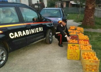 Furto di arance a Roccabernarda, arrestati tre cutresi dai Carabinieri