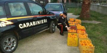 Furto di arance a Roccabernarda, arrestati tre cutresi dai Carabinieri