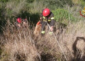 I Vigili del Fuoco salvano cane in un dirupo di circa 25 metri