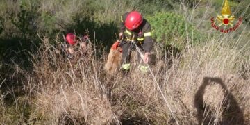 I Vigili del Fuoco salvano cane in un dirupo di circa 25 metri