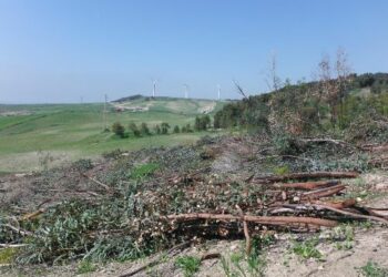 Isola Capo Rizzuto, Taglio e tentato furto di alberi su terreno dell’Arsac