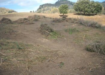 Macchia mediterranea estirpata in un’area incendiata a San Mauro Marchesato