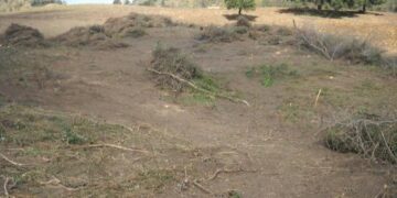 Macchia mediterranea estirpata in un’area incendiata a San Mauro Marchesato