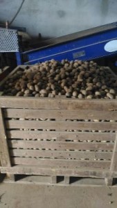 Maxi sequestro di mille quintali di patate per violazione norme igienico-sanitarie1