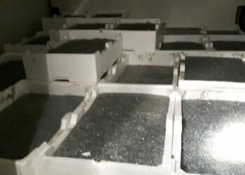 Maxi sequestro sulla SS106 di oltre una tonnellata di Bianchetto