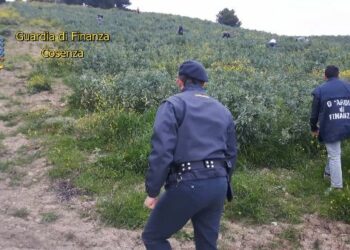 Operai agricoli pagati 3 euro l’ora, denunciati 8 caporali