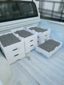 Operazione “Sardina Pilchardus” sull'intera filiera pesca della Calabria e Lucania2