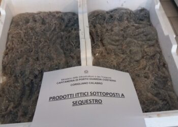 Operazione “Sardina Pilchardus” sull’intera filiera pesca della Calabria e Lucania