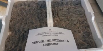 Operazione “Sardina Pilchardus” sull’intera filiera pesca della Calabria e Lucania