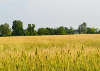 Ben 8mila ettari di terra coltivabili per i giovani messi all’asta su Internet