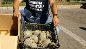 Carabinieri e Guardie Ecozoofile sequestrano 171 tartarughe Testudo Hermanni