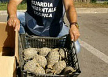 Crotone, Carabinieri e Guardie Ecozoofile sequestrano 171 tartarughe “Testudo Hermanni”