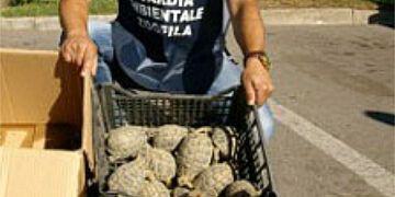 Crotone, Carabinieri e Guardie Ecozoofile sequestrano 171 tartarughe “Testudo Hermanni”