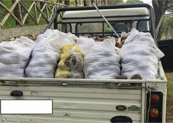 Furto di 900 chili di pigne all’interno del Parco Nazionale d’Aspromonte, 4 persone denunciate