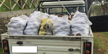 Furto di 900 chili di pigne all’interno del Parco Nazionale d’Aspromonte, 4 persone denunciate