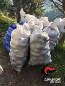 Furto di 900 chili di pigne all’interno del Parco Nazionale d’Aspromonte, 4 persone denunciate1
