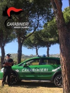 Furto di 900 chili di pigne all’interno del Parco Nazionale d’Aspromonte, 4 persone denunciate2