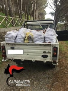 Furto di 900 chili di pigne all’interno del Parco Nazionale d’Aspromonte, 4 persone denunciate3