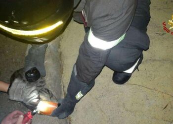 Gattino incastrato con la testa in una lattina, salvato dai Vigili del Fuoco