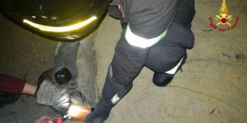 Gattino incastrato con la testa in una lattina, salvato dai Vigili del Fuoco