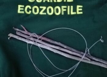 Guardie Ecozoofile: sequestrati lacci e trappole per la cattura della fauna selvatica