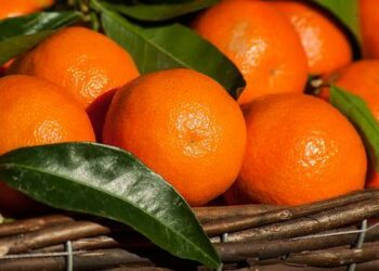 I ricercatori del CREA di Acireale hanno ottenuto nuovi ibridi di mandarino e pompelmo