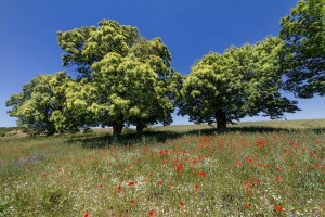 Lorica riconoscimento importantissimo fa parte del Comitato MaB