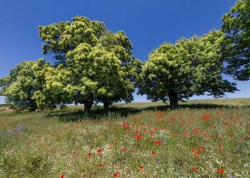 La Riserva della Biosfera “MaB-Sila” protagonista in Francia alla Seduta Plenaria di EuroMaB