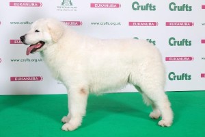 Riconoscimenti per l'allevamento Santamaria di Cariati1