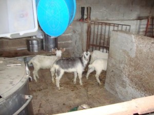 Scoperta centrale di macellazione clandestina, 3 persone denunciate