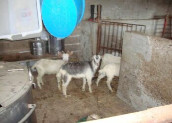 Scoperta centrale di macellazione clandestina, 3 persone denunciate