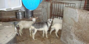 Scoperta centrale di macellazione clandestina, 3 persone denunciate