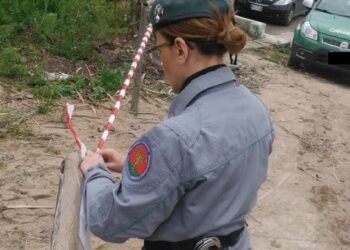 Sequestrato un bosco a Savelli: tagliati illecitamente pini, denunciato il responsabile