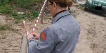 Sequestrato un bosco a Savelli: tagliati illecitamente pini, denunciato il responsabile