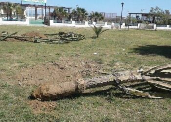 Cirò Marina, Abbattuti gli alberi di Cactus e Yucca piantati dall’Associazione Città Pulita