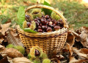 Campana tutela il patrimonio montano e salvaguardia i Castagni