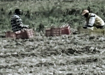 Caporalato nei centri di accoglienza, una trentina di rifugiati sfruttati in nero