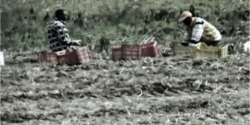 Caporalato nei centri di accoglienza, una trentina di rifugiati sfruttati in nero