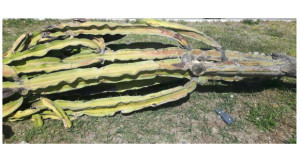 Cirò Marina, abbattimento alberi La consigliera Tangari replica a Città Pulita