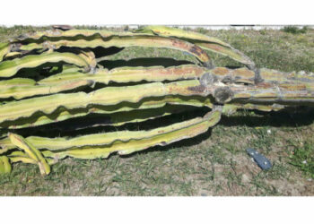 Cirò Marina, abbattimento alberi: La consigliera Tangari replica a Città Pulita