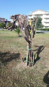 Cirò Marina, abbattimento alberi- La consigliera Tangari replica a Città Pulita1