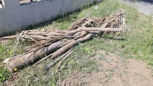 Cirò Marina, abbattimento alberi- La consigliera Tangari replica a Città Pulita2