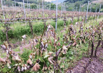 Coldiretti Calabria consiglia alle aziende agricole ad assicurarsi per prevenzione contro le calamità