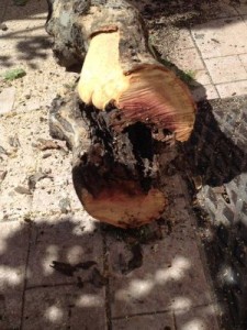 Crotone, Verde pubblico- nuovi alberi nel popolare quartiere Gesù