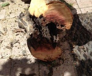 Crotone, Verde pubblico: nuovi alberi nel popolare quartiere Gesù