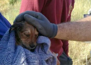 Cuccioli di meticcio salvati dai Vigili del Fuoco