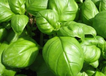 Elogio del Basilico: antidolorifico per eccellenza aiuta la circolazione sanguigna