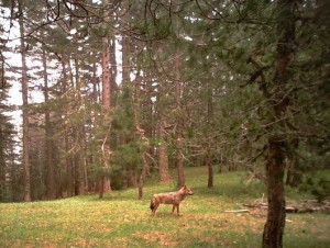 Già promettenti i primi risultati del monitoraggio con fototrappole nel Parco Nazionale della Sila